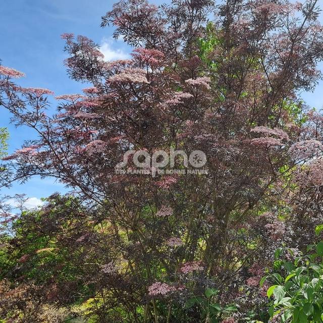 Sambucus nigra BLACK LACE 'Eva' (Sapho)